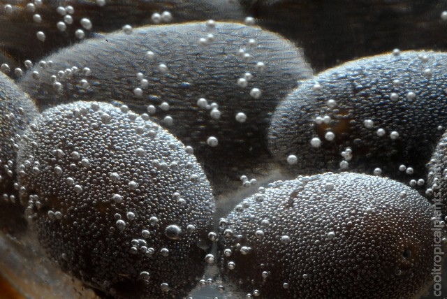 Lotus seeds soaking in water.