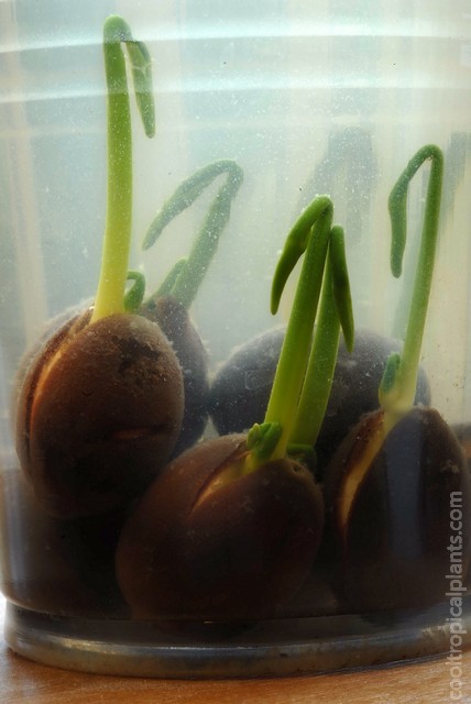 Stems emerging from germinated lotus seeds