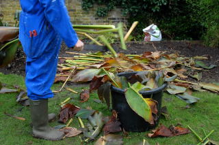 Chopping up plants used to make compost.