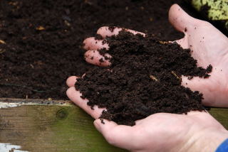 Dark and crumbly mature compost.