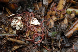 Compost worms