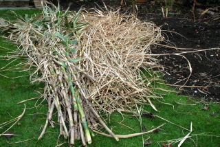 Tall grasses ready for shredding.