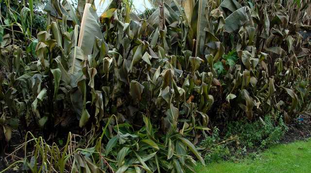 Frost damaged tropical border.