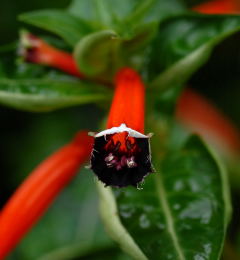 Mexican cigar plant flower