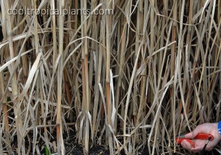 Cutting dried Miscanthus grass stems