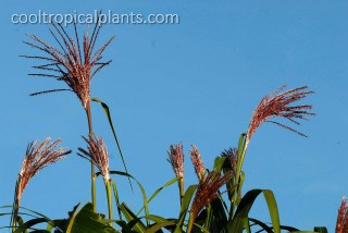 Miscathus floridulus flowers