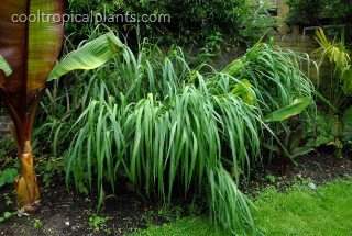 Wind damaged emerging miscanthus stems