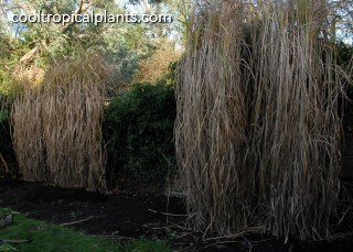 Winter appearance of Miscanthus grass