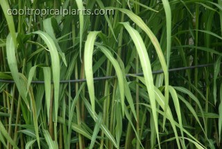 Miscanthus grass supported by flexible rope