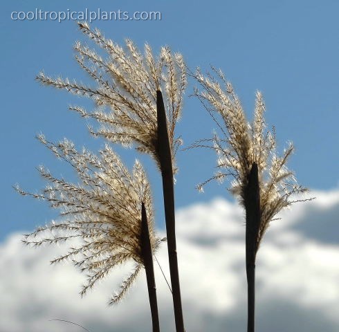 Dried miscanthus flower heads