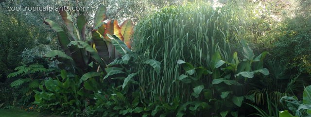 Miscanthus grass in the dawn rays