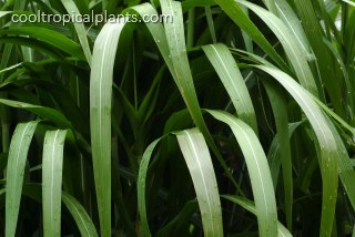 Miscanthus grass - floridulus