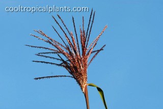 Miscanthus floridulus flower