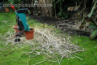 Miscanthus stems awaiting shredding