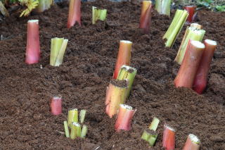 hedychium rhizome mulched with manure
