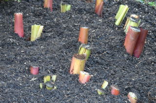 hedychium rhizome mulched with composted bark