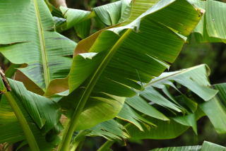 Wind torn leaves of musa sikkimensis