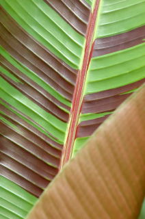 Musa sikkimensis leaf detail. Musa sikkimensis leaf detail.