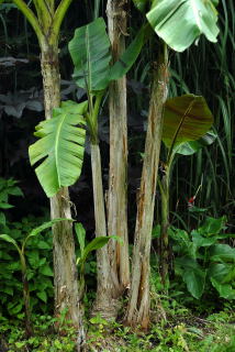 Staggered pseudostems of musa sikkimensis