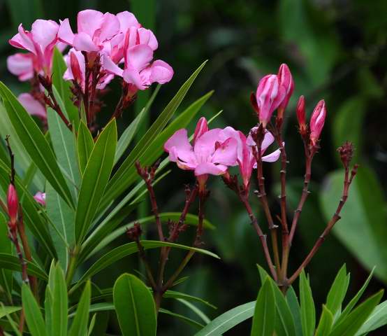 Nerium oleander flowers