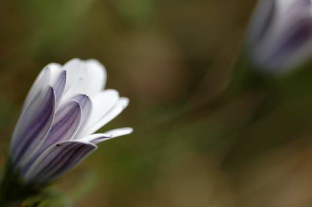 Closed Osteospernum flower
