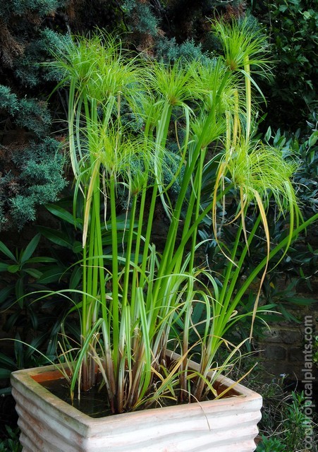 Plants in the swamp pot by late summer