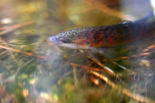 Paradise fish cruising amongst the stems of cyperus papyrus.