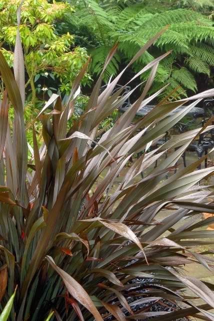 Phormium 'Platts black'