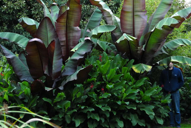 5 foot 10 in case you were wondering. Red abysinian babanas and canna.