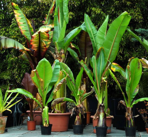 A group of red and green Ensete await planting. A group of red and green Ensete await planting.