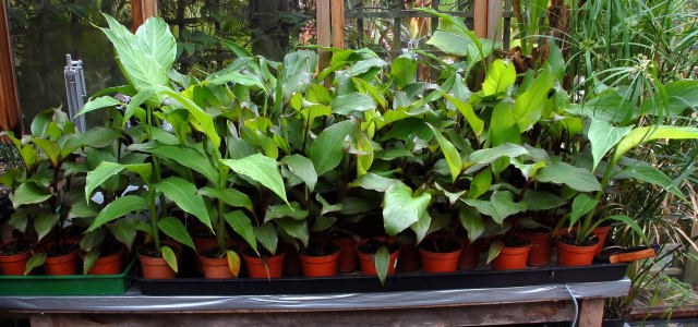 Canna warscewiczii eager to get out into the garden. Canna warscewiczii eager to get out into the garden.