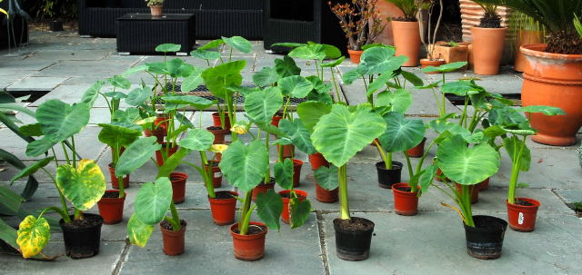 Colocasia esculenta jostling for position. Colocasia esculenta jostling for position.