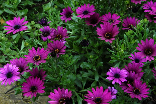 Plant Cuttings. Plants such as these osteospernums are very easy to 