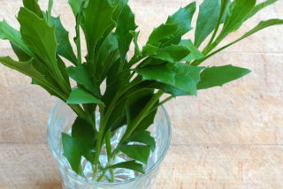 freshly cut stem cuttings. freshly cut stem cuttings.