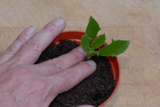 Cutting being planted.