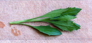 An individual shoot cutting. An individual shoot cutting.
