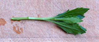 A cutting with lower leaves removed. A cutting with lower leaves removed.