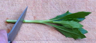 cut the stem just below a node. Stem being cut just below a node.
