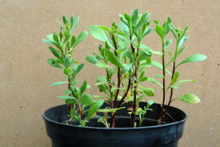 Plant cuttings showing signs of growth.