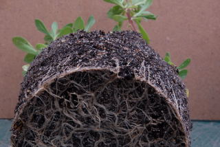 Cuttings showing a well developed root system.