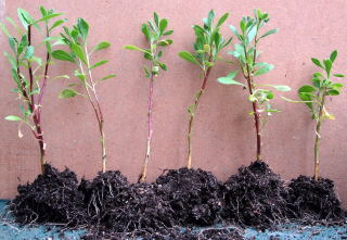Divided cuttings. Divided cuttings.