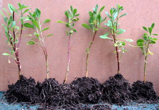 Divided cuttings.