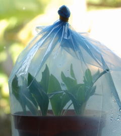 Cuttings sealed in a freezer bag. Cuttings sealed in a freezer bag.