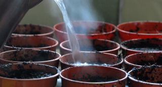 Boling water is poured over the compost