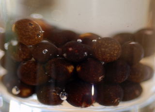 Canna seeds in soak Canna seeds in soak