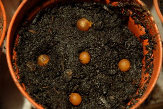 Seeds are pushed into the surface of the compost Seeds are pushed into the surface of the compost