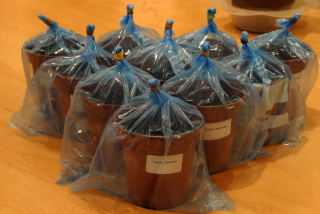 Labelled pots sealed in clear plastic bags awaiting germination