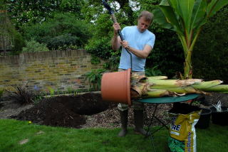 Tapping the rim of a pot of an ensete ventricosum in order to loosen it.