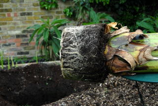 Detail of ensete ventricosum roots