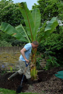 Firming soil to give stability when planting ensete ventricosum.